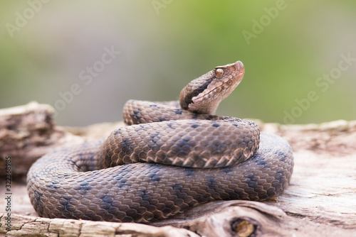 Viper (Vipera aspis) in its habitat, Italy, Europe