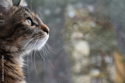 Brązowy kot patrzy przez okno w górę