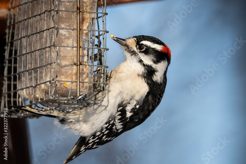 Downy Woodpecker eating at bird feeder