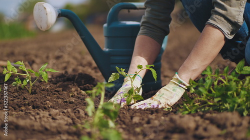 Farmer hands planting to soil tomato seedling in the vegetable garden. On the background a watering can for irrigation. Organic farming and spring gardening concept