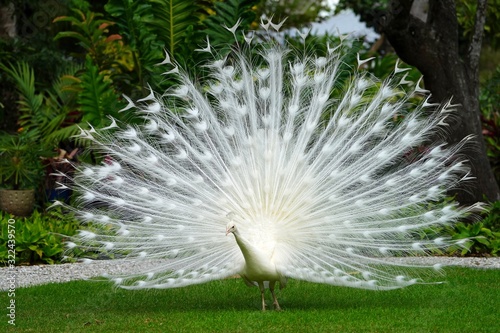 All white male peacock bird with its tail feathers opened