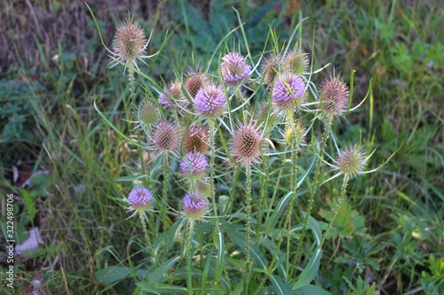 Flowers of wild teasel in autumn, also called Dipsacus fullonum or wilde karde, selected focus