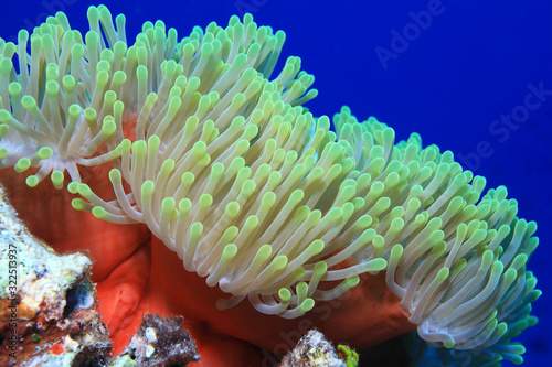 Magnificent sea anemone