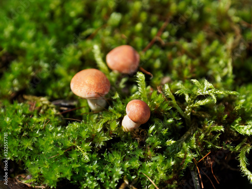 Three small mushrooms in the moss. Handmade polymer clay mushrooms.