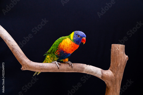 Beautiful Trichoglossus moluccanus lory on perch with black background.