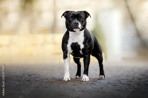 staffordshire bull terrier dog lovely portrait walk in the park magic light cute dog