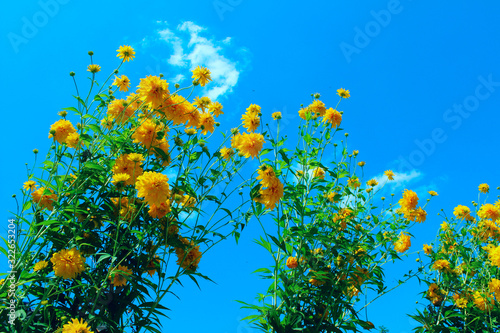 Cropped shot of yellow flowers over blue sky background. Colorful nature background. Abstract nature background.