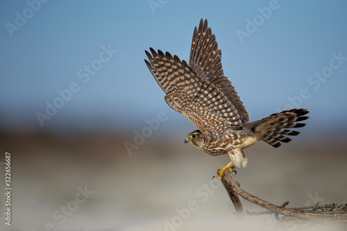 A Merlin shows off the intricate pattern on the underside of its wings as it takes off from this perch on the beach in the bright sunlight.