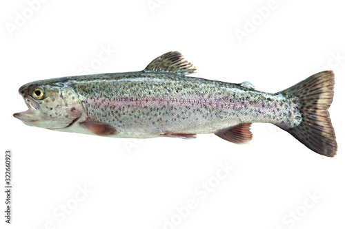 Rainbow trout isolated on white