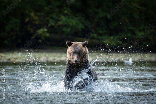 wild grizzly bear chases salmon