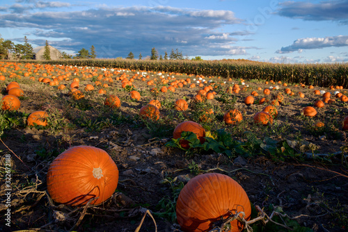 pumpkins in a pumpkin field at sunset (Ontario, Canada )