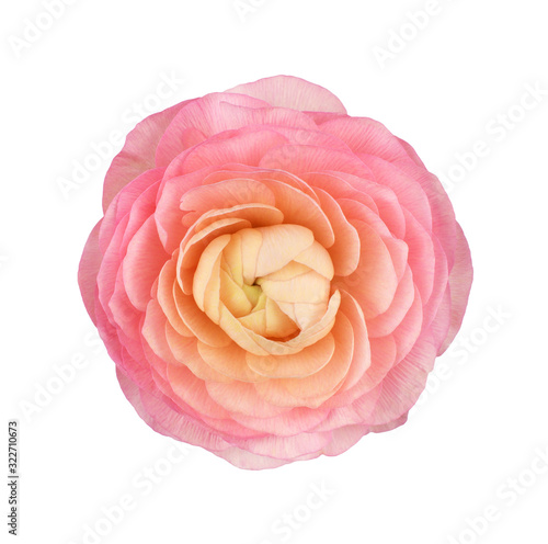 Closeup of pink ranunculus flower