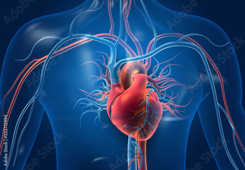 Human heart with blood vessels. 3d illustration.