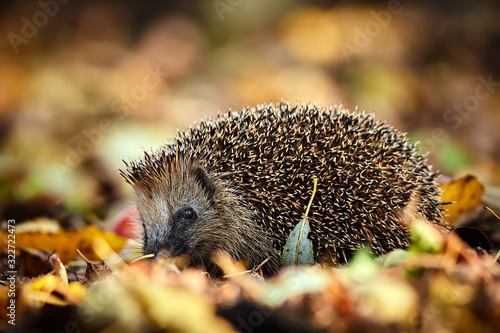 Cute Northern white-breasted hedgehog (Erinaceus roumanicus) in fallen leaves. Beautiful autumn light makes the atmosphere. Animal in natural habitat.