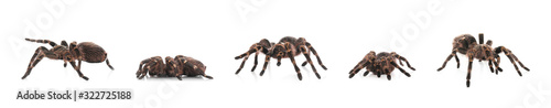 Collage of striped knee tarantula (Aphonopelma seemanni) on white background. Banner design