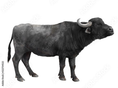 Carpathian buffalo isolated on a white