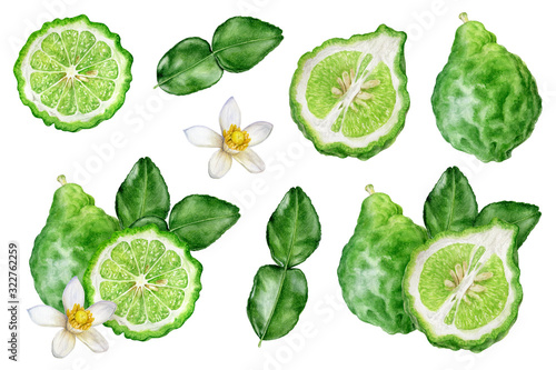 Bergamot with leaves and flower set watercolor isolated on white background