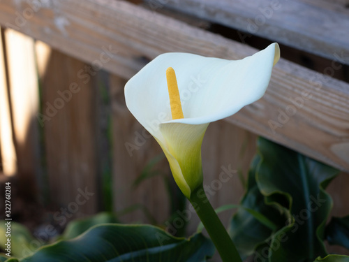 Maravillosa cala de mi jardin