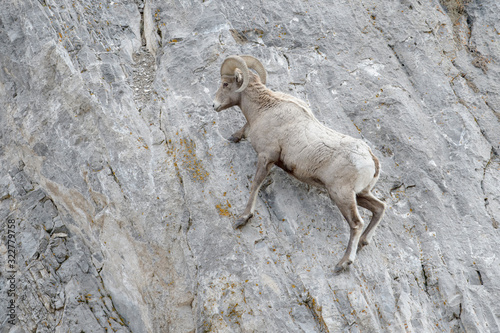 Bighorn Sheep (Ovis canadensis) male, ram, climbing on cliff, National Elk refuge, Jackson, Wyoming, USA.