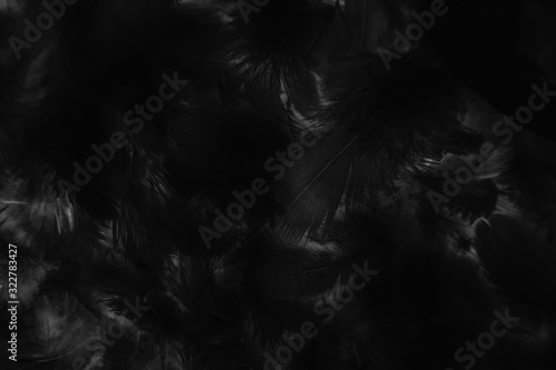Beautiful abstract colorful gray and black feathers on dark background and soft gray feather texture on black pattern and darkness background. black feather texture banners