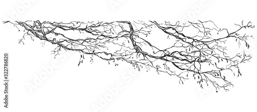Vector hand drawing branch 2