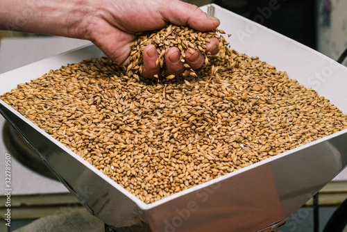 Male hand holds a handful of malt. Beer ingredients for making an alcoholic drink. Making homemade beer.