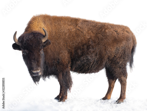 bison stands in the snow isolated on a white background.