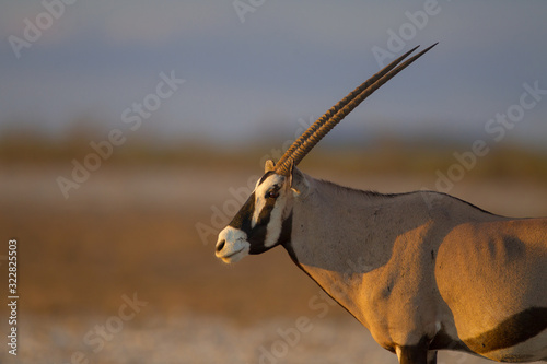 Oryx, gemsbok antelope in the wilderness of Africa