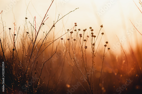 dry orange grass at sunset