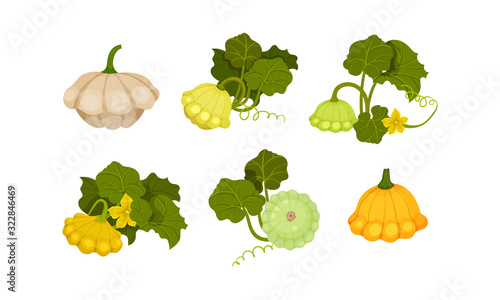 Ripe Bush Pumpkin or Custard Squash with Green Leaves Vector Set