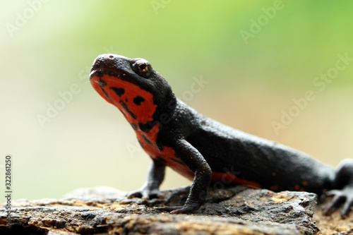 Salamander red belly front view, red belly amphibian closeup, salamander red belly on wood