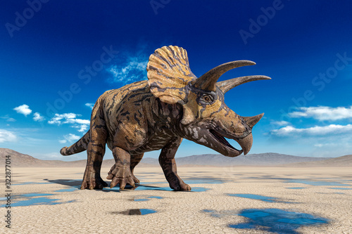triceratops on the desert walking after rain side view