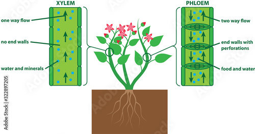 Plant diagram xylem and phloem