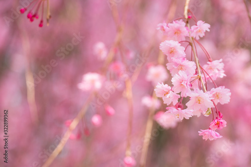 【写真素材】 桜 さくら しだれ桜 春イメージ