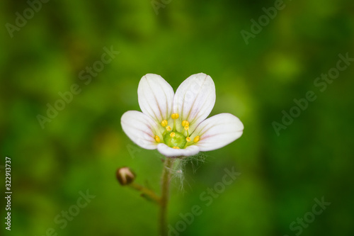 White meadow saxifrage among among the grass