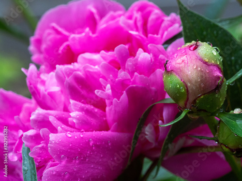 Pink peony bud and flower wet after rain. Drops of water are clearly visible on the bud. Floral background.