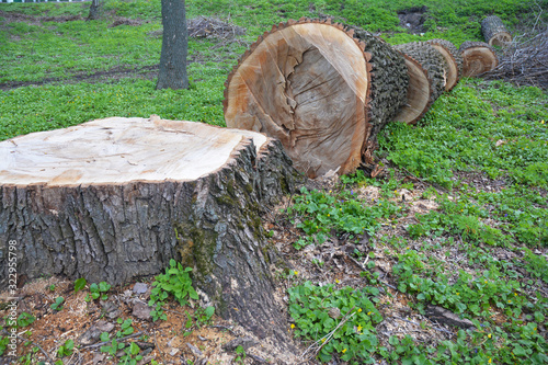 Cut down large tree. Deforestation concept.