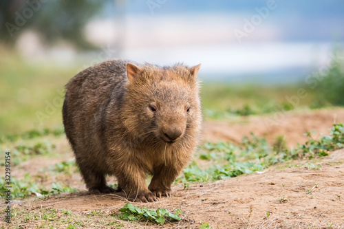 junger, wilder Wombat in Australien (Kangaroo Valley)