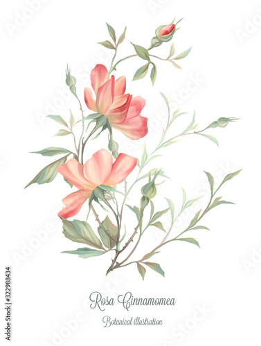 Botanical illustration of wild rose. Vintage postcard