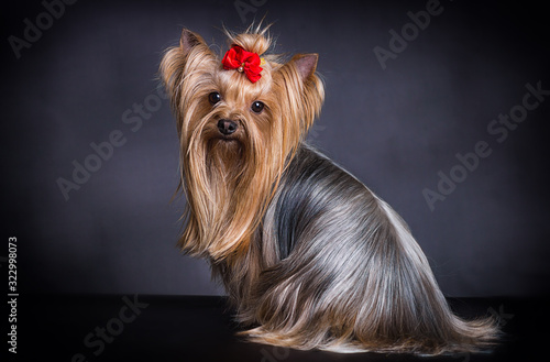 long haired yorkshire terrier dog looking