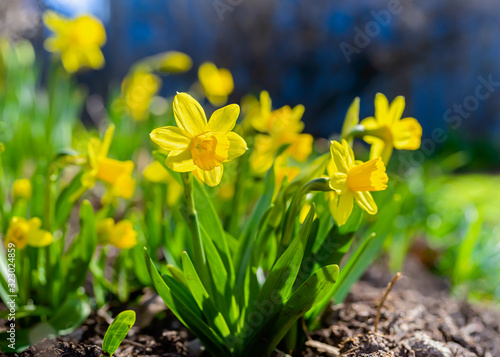 A short variety, Tete-a-Tete, of daffodil blooming in the springtime garden.