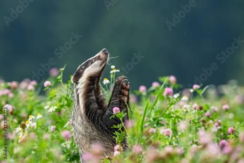 Beautiful European badger (Meles meles - Eurasian badger) in his natural environment in the summer meadow with many flowers
