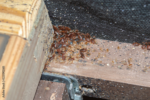 A serious bedbug infestation affecting a residential bedroom where bedbugs developed undetected on the frame of a double bed beneath the mattress under and between the plastic clips of wooden slats.