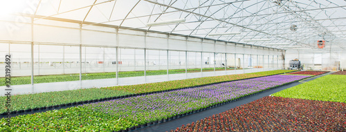 Greenhouses for growing flowers. Floriculture industry