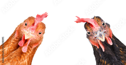Portrait of a funny chickens, closeup, isolated on white background
