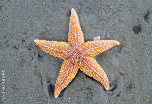 Stranded dead Common Starfish, laying on a sandy beach