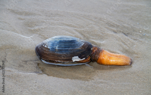 Bivalve mollusc, probably a Sand gaper, stranded on the beach, with extended siphon