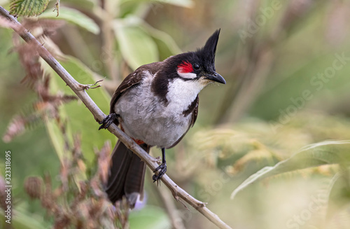 Close-up view of a Red-whiskered bulbul (Pycnonotus jocosus) at Foret de Bebour (La Reunion)