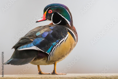 A Drake Wood Duck Peers at the Photographer With Suspicion