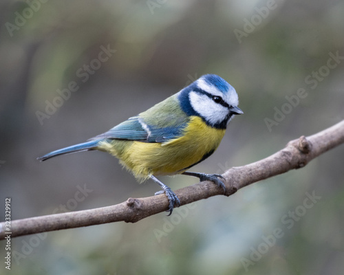 Blue Tit (Parus caeruleus) on a branch